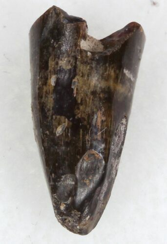 Eryops Tooth From Oklahoma - Giant Permian Amphibian #33538